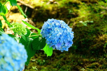 雲海最高に美しい晴天空を背景に阿蘇山 阿蘇五岳 雲海高山植物風景年8月日本 熊本県阿蘇市 画質100 解像度350dpi Sea Of Clouds Mt Aso Aso Godake