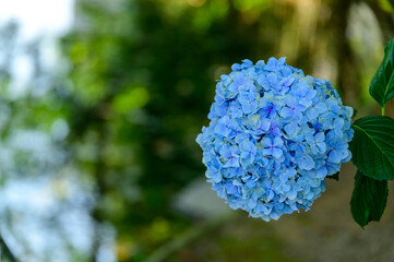 雲海最高に美しい晴天空を背景に阿蘇山 阿蘇五岳 雲海高山植物風景年8月日本 熊本県阿蘇市 画質100 解像度350dpi Sea Of Clouds Mt Aso Aso Godake