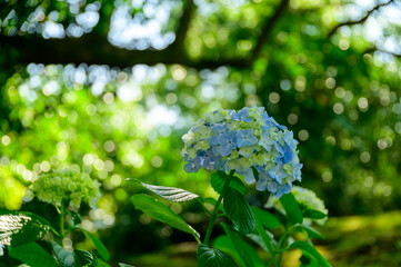 雲海最高に美しい晴天空を背景に阿蘇山 阿蘇五岳 雲海高山植物風景年8月日本 熊本県阿蘇市 画質100 解像度350dpi Sea Of Clouds Mt Aso Aso Godake