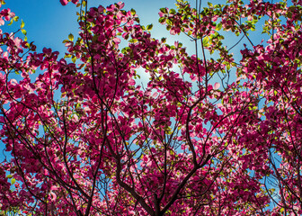 A canopy of pink dogwood blossoms and green leaves with blue spring skies