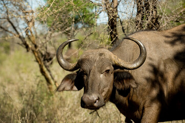 Cape Buffalo.  Punda Maria, Kruger National Park.  South Africa.