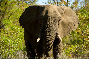 African Elephant.  Kruger National Park.  South Africa.