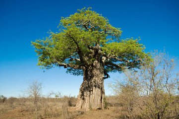 Baobab Tree.  Kruger National Park.  South Africa.