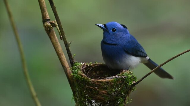 Black-naped Blue Flycatcher, Hypothymis azurea, Thailand; a male perched on the rim of the nest and jumps in to warm its nestlings so they grow and fledge soon, lovely bokeh background.