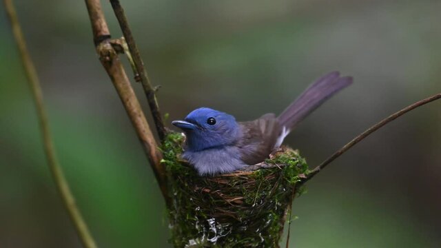 Black-naped Blue Flycatcher, Hypothymis azurea, Thailand; a closeup footage of a female seen within the nest looking around, feathers spread around the nest, lovely forest bokeh.