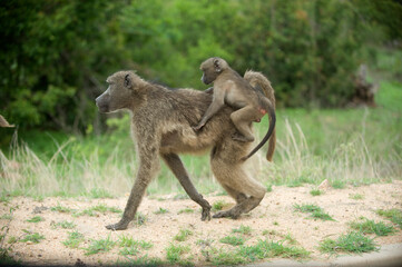 Baboon mother and baby, Kruger National Park.  South Africa.