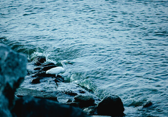 waves and rocks, bird