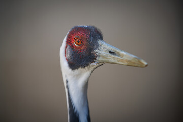 長野県飯田市　動物園のマナヅル