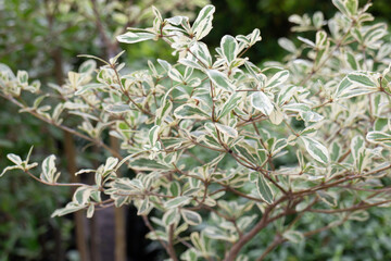 Bright spring leaves on the tree