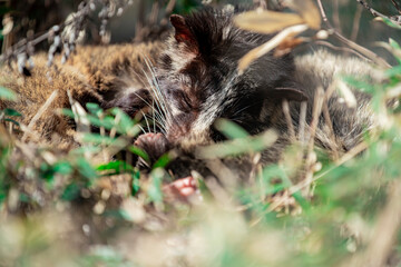 長野県飯田市　動物園のハクビシン