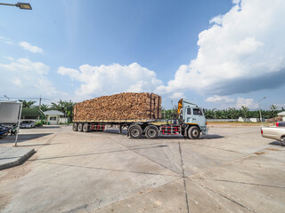 wood chipper fuel for Biomass power plant.