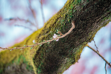 長野県飯田市　黄梅院の紅枝垂れ桜