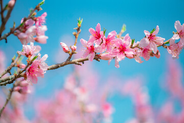 果樹園の桃の花