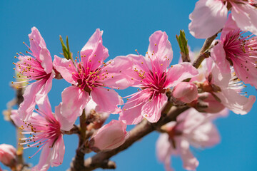 果樹園の桃の花