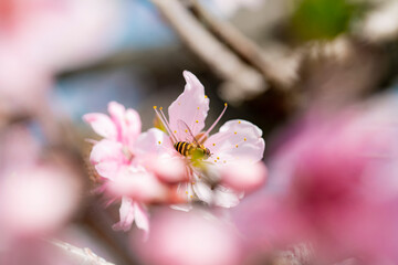 果樹園の桃の花