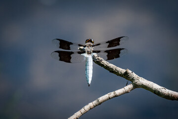 Dragonfly on a Branch