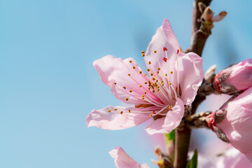 Obraz premium 果樹園の桃の花