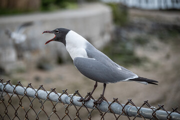 seagull in flight at City Island