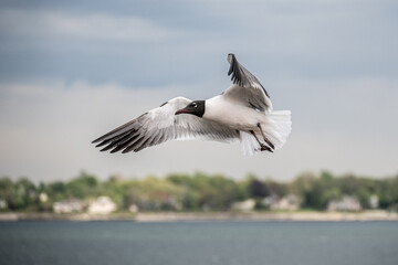 seagull in flight at City Island 