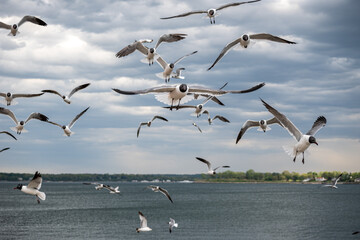 seagulls in flight City Island