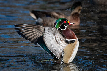 Wood Duck in  Newburgh N.Y.