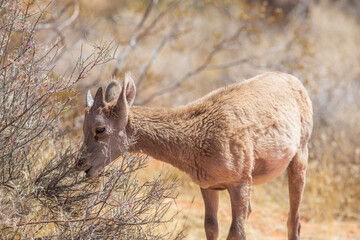 Naklejka na ściany i meble Close up view of baby desert big horn sheep grazing on a bush
