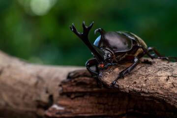 Pictures of male beetles clinging to trees in the forest. - obrazy, fototapety, plakaty
