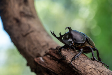 Pictures of male beetles clinging to trees in the forest.