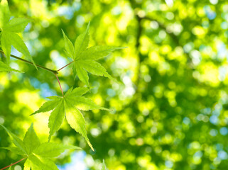 Fototapeta na wymiar 新緑とこもれびに包まれる青いもみじの葉