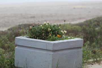 flor,verde,playa,primavera,verde,