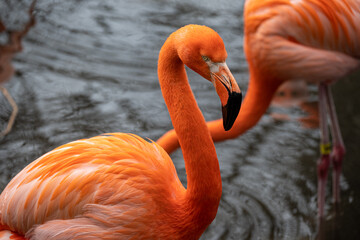 close up of a flamingo in the Bronx Zoo