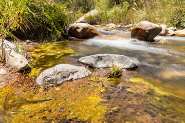 River and plants of rio clarillo national park in a sunny day