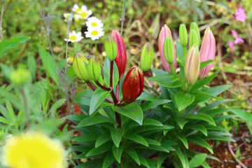 red and yellow flower