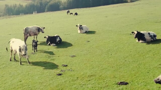 Slow pass through a herd of cows grazing on pasture in lush green field in north Wales uk
