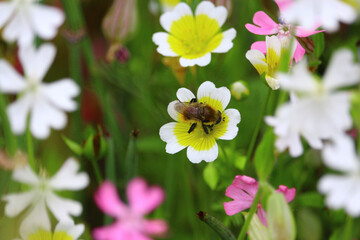 bee on a flower