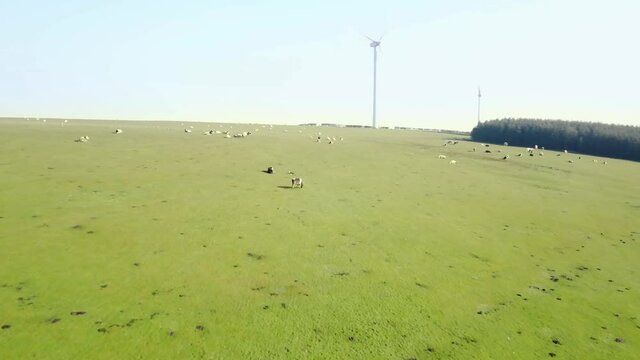 Cows basking in the morning sun on hillside. slow flyover of cattle with calfs as they feed and bathe in the morning sunlight.