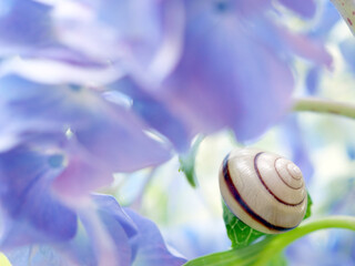 紫のあじさいとカタツムリ