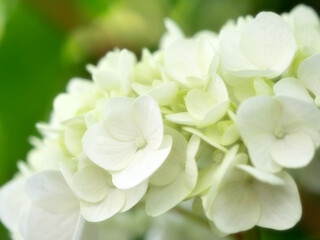 白いあじさいの花 クローズアップ