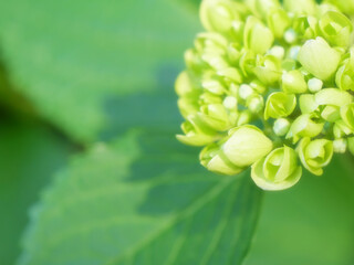 咲きかけのあじさい