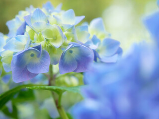あじさいの花 クローズアップ