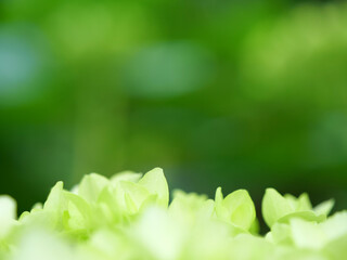 咲きかけのあじさい