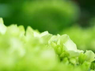 咲きかけのあじさい