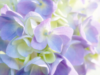 あじさいの花 クローズアップ