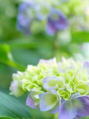 あじさいの花 クローズアップ