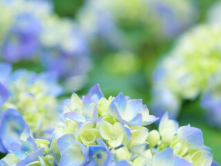 あじさいの花 クローズアップ