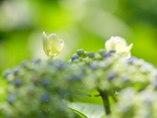 あじさいのつぼみと咲きかけの花