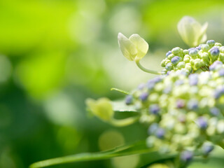 あじさいのつぼみと咲きかけの花