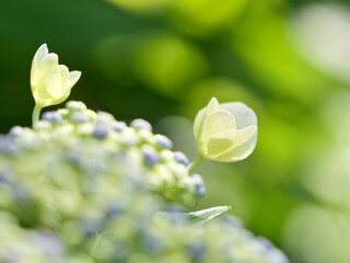あじさいのつぼみと咲きかけの花