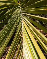 Chilean palm leaf in rio clarillo national park in santiago de chile on a sunny day