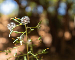 Dandelion flower in rio clarillo national park in santiago de chile on a sunny day